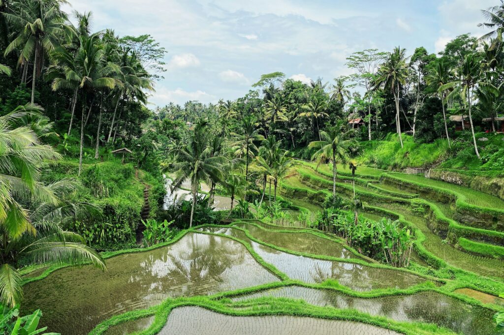 race-terrace-tegallalang